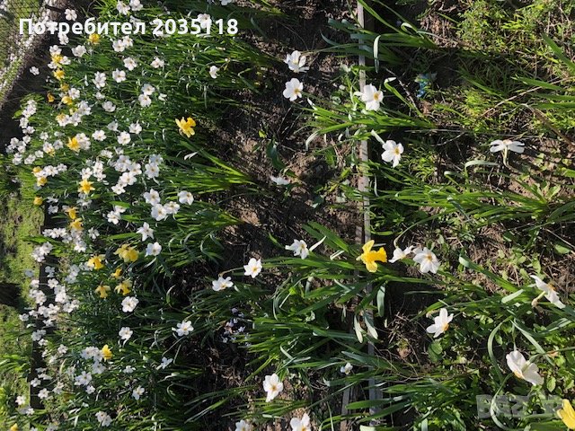 луковици от бели нарциси много миришещи, снимка 4 - Градински цветя и растения - 40457237