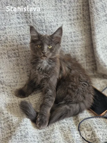 котенца Мейн Куун, снимка 16 - Мейн кун - 55670869
