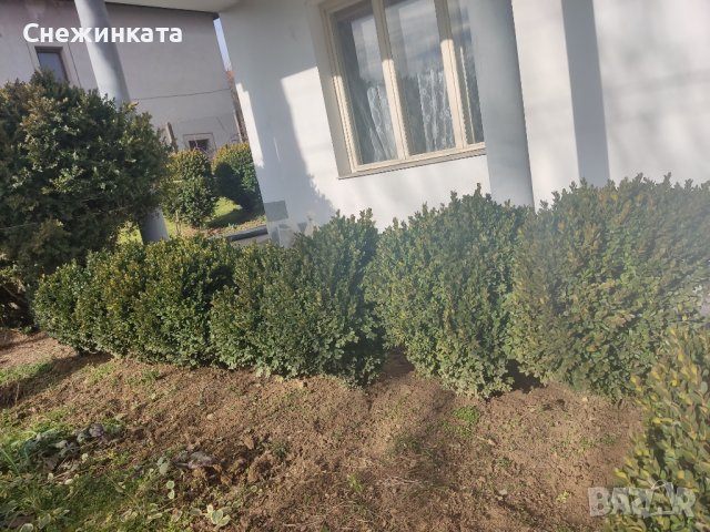 Продавам чемшири