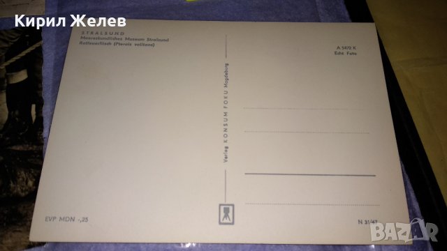 ЛОТ ЧЕТИРИ СТАРИ ПОЩЕНСКИ КАРТИЧКИ МОРСКА ФАУНА - НЕМСКИ КРАСИВИ 32459, снимка 6 - Филателия - 38652723