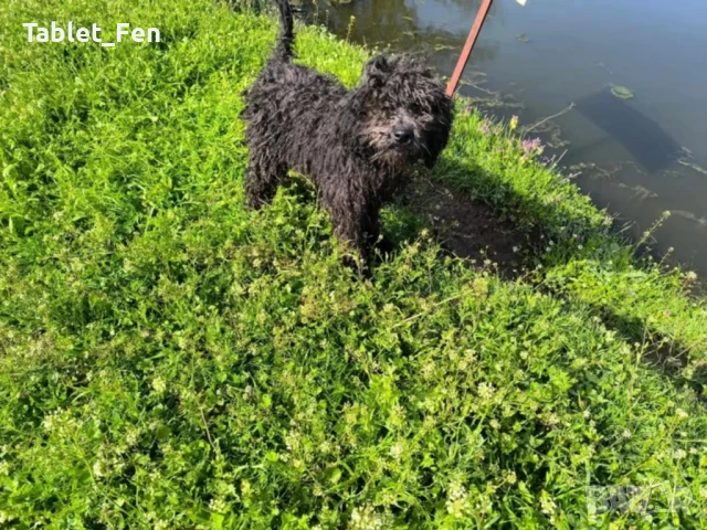  лабрадудел с две ваксини 