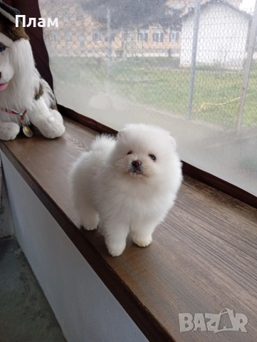 Бели Померани, снимка 6 - Померан - 54057926