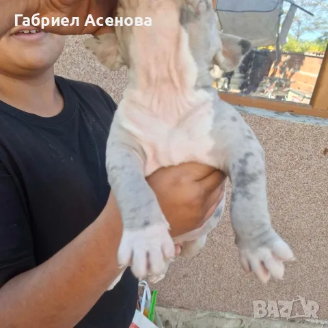 свободни Американски були , снимка 5 - Други животни - 56337723