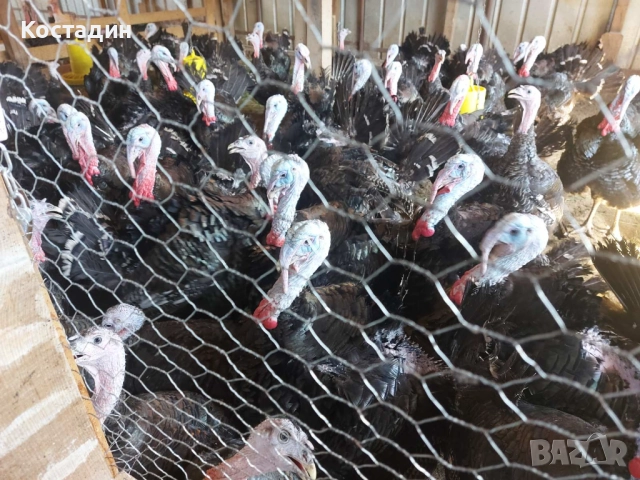 Продавам домашни пуйки, снимка 1