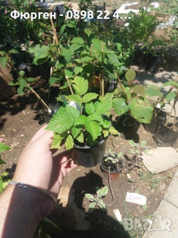 Налични 5 сорта малини , снимка 5 - Разсади - 39102962