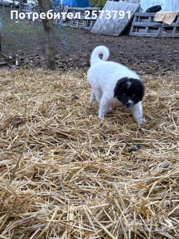 Българско Овчарско Куче Каракачанка