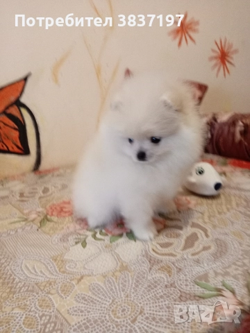 6 мъжки и 1 женско, снимка 4 - Померан - 52996319