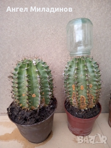 Кактус, снимка 4 - Стайни растения - 54257733