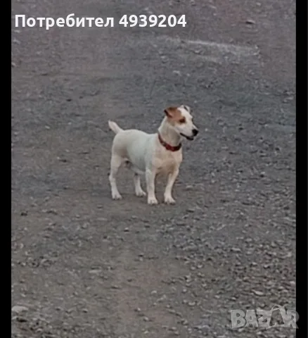 Кутрета Джак Ръсел , снимка 4 - Джак ръсел териер - 55954785