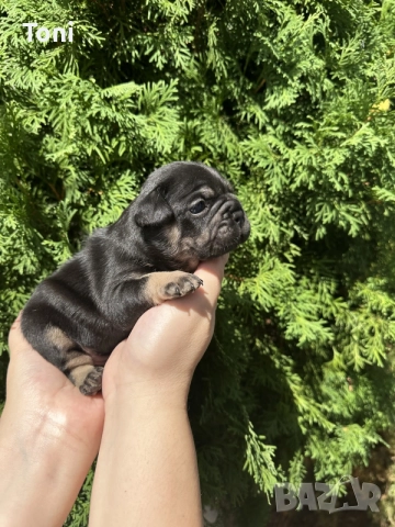  френски булдог/french Buldog
