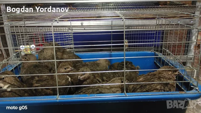 Предлагам пронасящи пъдпъдъци от породата Черен Английски 