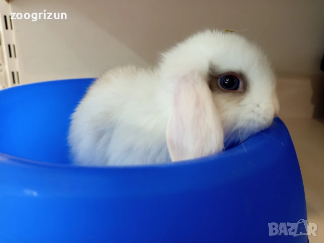 Декоративни зайчета на 50 дена.Лъвска глава ангора и мини рекс, снимка 7 - Декоративни зайчета - 49206615