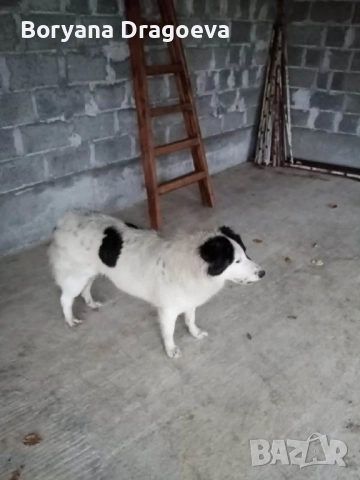 Каракачанка