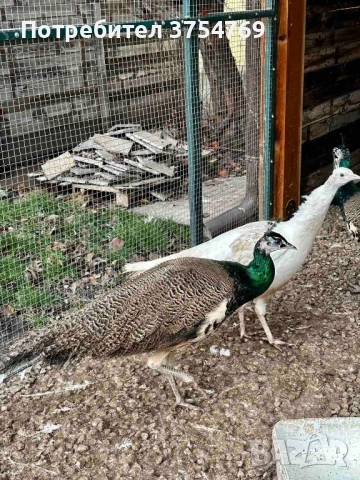 Пауни индийски на 1 година и половина