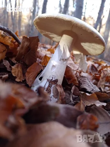 Почасова грижа за деца