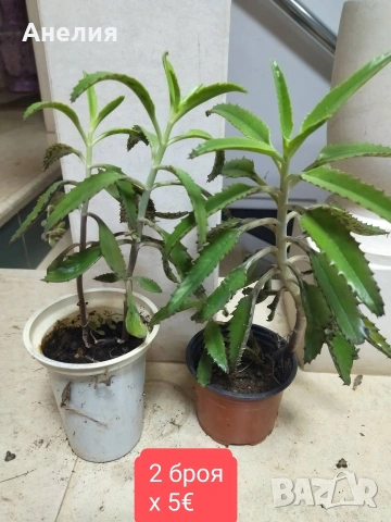 Каланхое лечебно хубави растения , снимка 4 - Стайни растения - 54219834