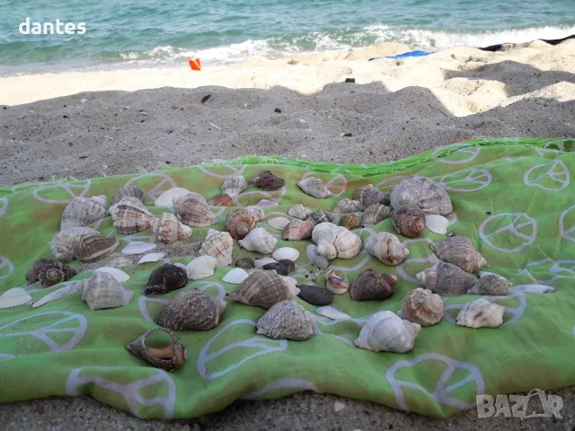 Голям лот морски камъни, рапани, миди и парче морско дърво (driftwood) – за декор и DIY, снимка 3 - Декорация за дома - 55852556