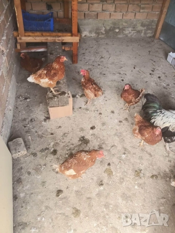 Кокошки, снимка 2 - Кокошки и пуйки - 54223189