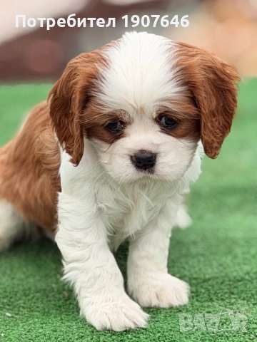 Кавалер Кинг Чарлз