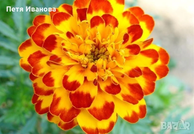 Латинка, тагетис, невен и босилек , снимка 4 - Градински цветя и растения - 54172455