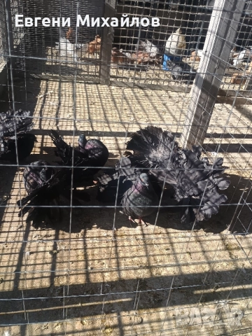 Фенерлии , снимка 8 - Гълъби - 52405319