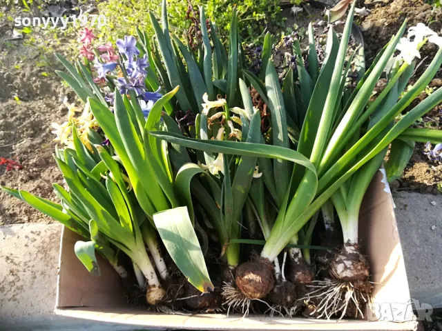 зюмбюл с луковица в саксия с почва 1004251448, снимка 2 - Градински цветя и растения - 49845811