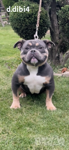 Американско були -покет