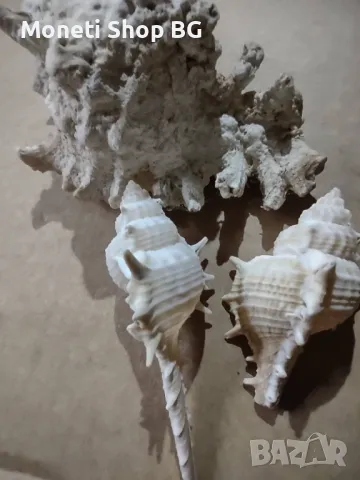 Океански дарове, снимка 3 - Други ценни предмети - 48922631