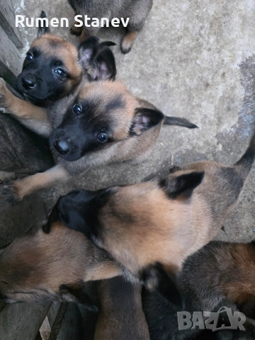 Белгийска овчарка Малиноа