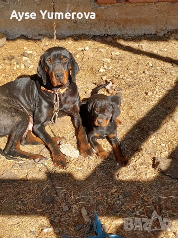 kuce gonce, снимка 3 - Немска овчарка - 54359785