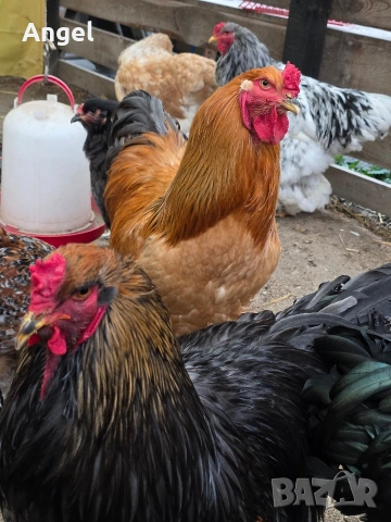 Петли брама , снимка 5 - Кокошки и пуйки - 53881571