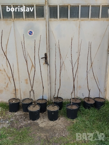 Ядлив кестен(разсад)