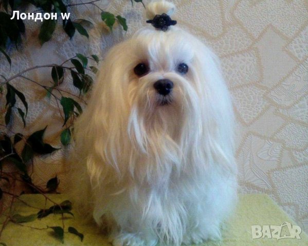 Болонки: Купете кученце порода болонка - Обяви за кучета с цени — Bazar.bg