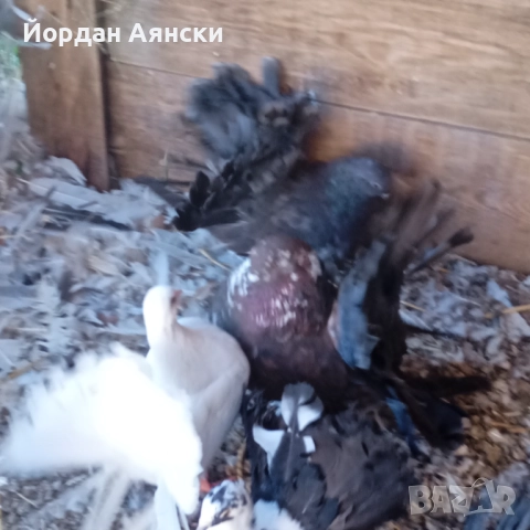 Паунести гълъби , снимка 2 - Гълъби - 52447948