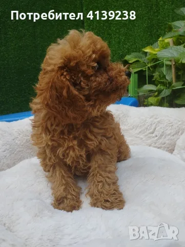Той Пудел Poodle toy , снимка 8 - Пудели - 56532103