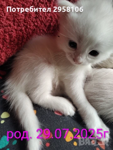 котенца бели,4 мес, снимка 12 - Британска късокосместа - 50837290