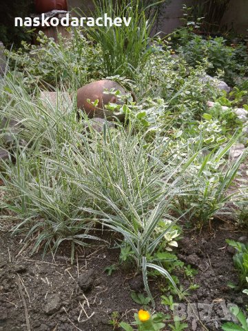 Декоративна пъстра трева Фаларис (Phalaris picta) за Вашата красива градина, снимка 3 - Градински цветя и растения - 29201960