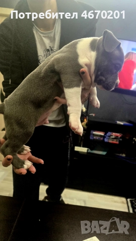 Американско Покет були, снимка 10 - Други - 52671780