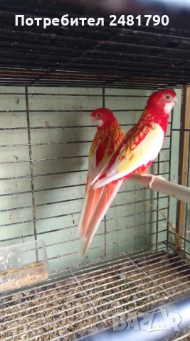 Птици, снимка 2 - За птици - 51924824