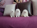 Померани. Мъжки и женски. , снимка 2