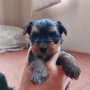 Мини йоркширски териер (мини йорки) момченца, снимка 7