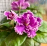 Saintpaulia Сейнтполия Сентполия African Violet Aфриканска теменужка стайна теменужка Фiалка, снимка 10
