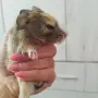 Сладки морски свинчета, снимка 3