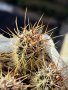 Кактуси Echinocereus Lindsayi , снимка 1 - Градински цветя и растения - 44320207