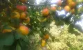 Двуетажна къща с овощна градина, снимка 15