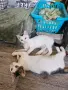 Братче и сестриче търсят любящ дом!, снимка 9