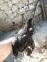 Продавам млади петлета, снимка 6