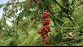 овощна градина село Узунджово, снимка 6