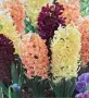 Луковици ЗЮМБЮЛ - Предварителни поръчки, снимка 15