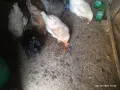кокошки селскииии, снимка 2